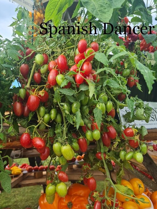 Spainich Dancer (neliels tomāta stāds podiņā)